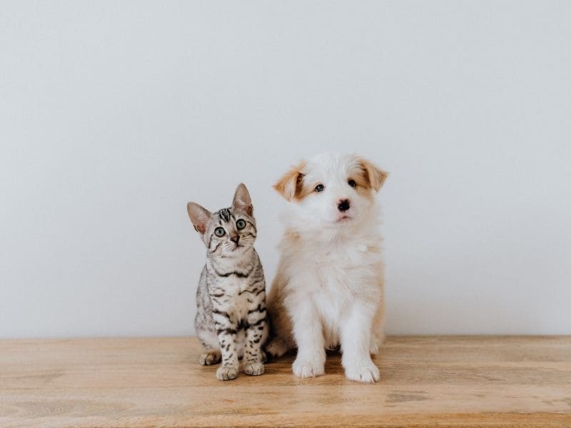 Organiser son déménagement à Liège avec un animal de compagnie