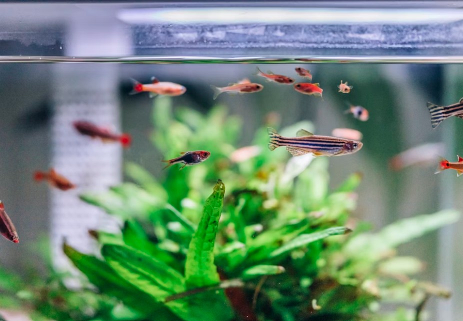 Déménagement avec aquariums et terrariums : nos conseils
