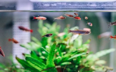 Déménagement avec aquariums et terrariums : nos conseils